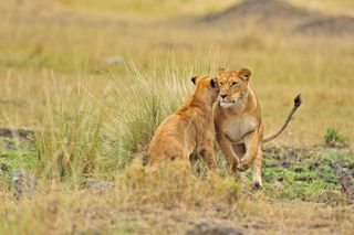 Löwen in der Masai Mara