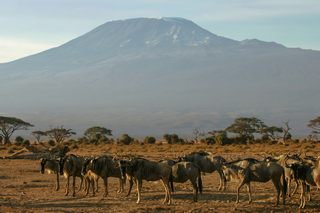 Amboseli Gnus