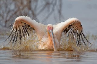 Flamingo Lake Nakuru