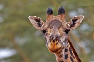 Giraffe Nahaufnahme