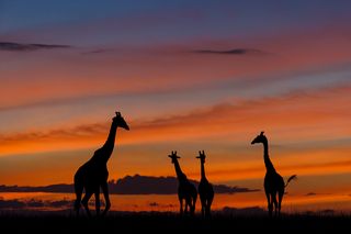 Giraffen Giraffen