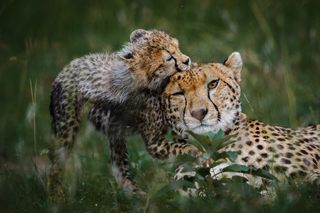 Gepard mit Jungem
