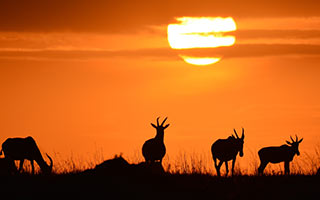 Sonneununtergang im Tsavo West