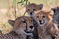 safaris kenia