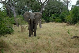 Simbabwe´s Wildlife