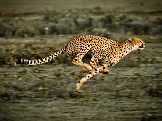 gepard rennt
