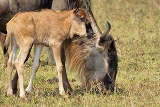 Gnu Neugeboren