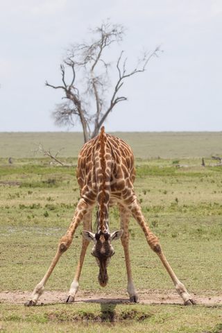 Giraffe Serengeti