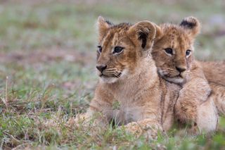 Löwen Serengeti
