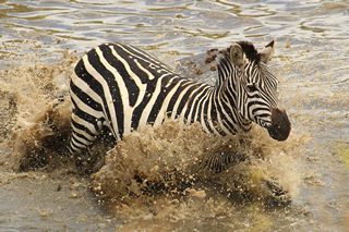 Zebra im Fluss