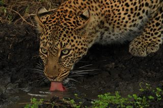 Leopard Serengeti