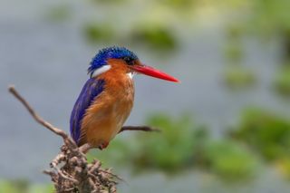 Eisvogel Malachit Kingfisher