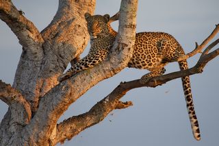 Leopard Serengeti