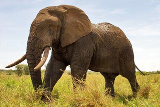 Elefant im Tarangire
