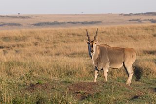 Elanantilope