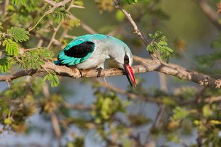 Liest Senegal