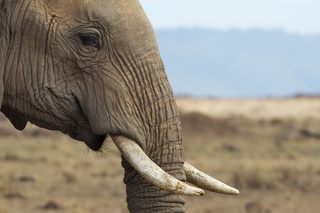 Elefant im Tarangire