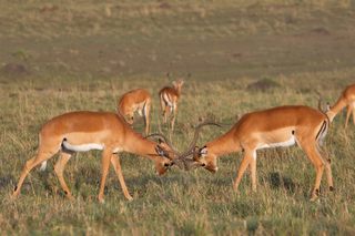 Impalas 