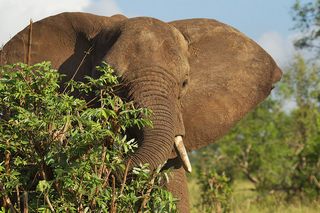 Elefant im Tarangire