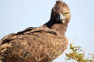 Vogelfotografie im Ngorongoro-Krater