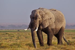 Elefant