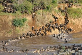 Migration Serengeti