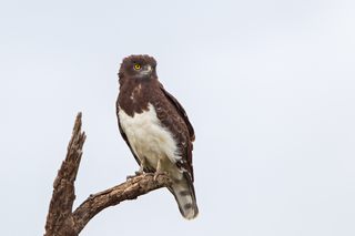 Adler Lake Manyara