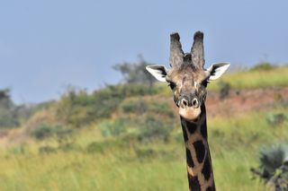 Giraffe im Lake Mburo (Credit: Werner Uwe Roettgering)