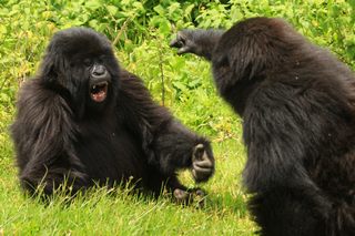 Gorillas im Bwindi