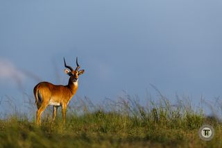 Antilope (credit: Thorsten Hanewald)