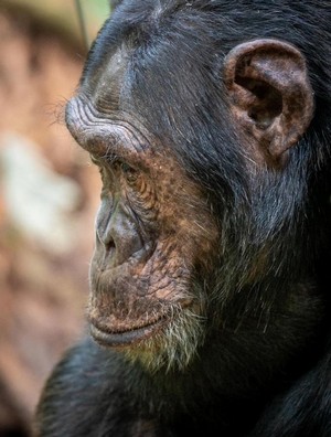 Schimpanse Schimpanse