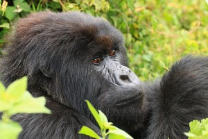 Gorilla