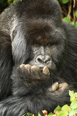 gorilla buhoma