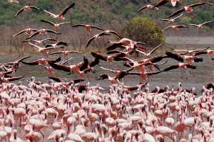 Lake Manyara