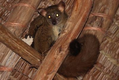 Bush Baby - Riesengalagos