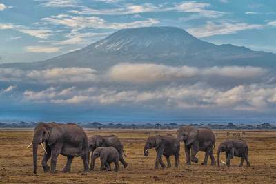 Kilimanjaro im Amboseli Nationalpark