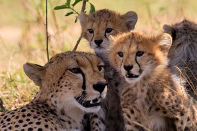 Geparden in der Masai Mara