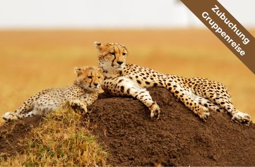 Zwischen Nashörner &amp; Raubkatzen