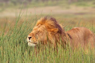 Löwe im Ngorongoro Krater