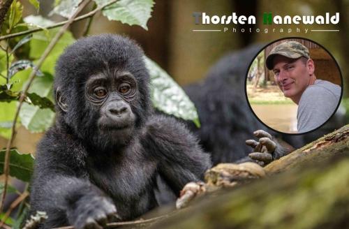 Ugandas Primaten - fine art photo safari