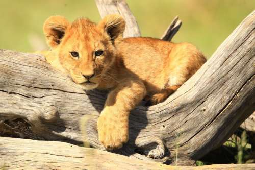 junger Löwe im Amboseli