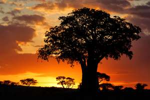 Tarangire Nationalpark