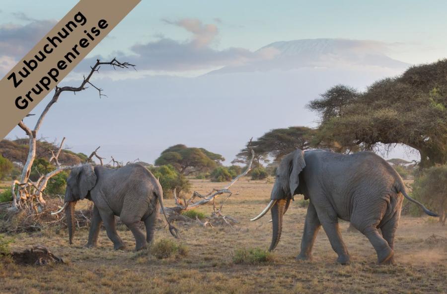 Elefanten im Amboseli Nationalpark