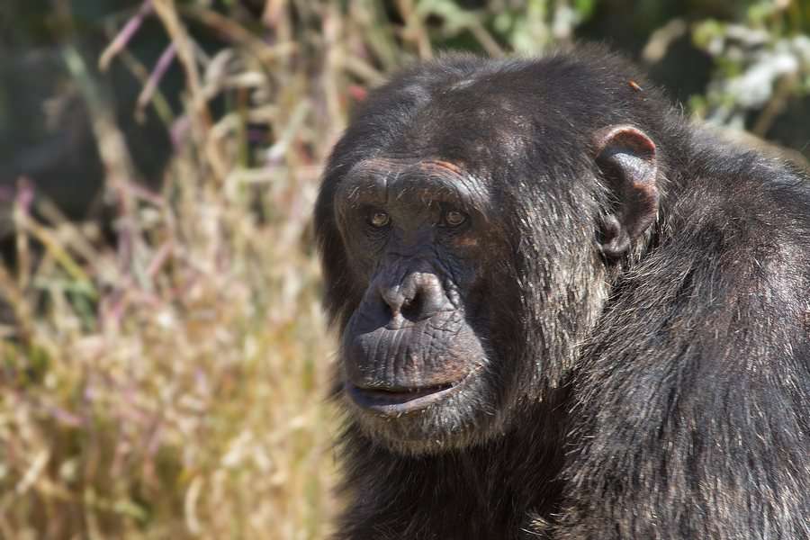 Schimpanse im Ol Pejeta Schutzgebiet