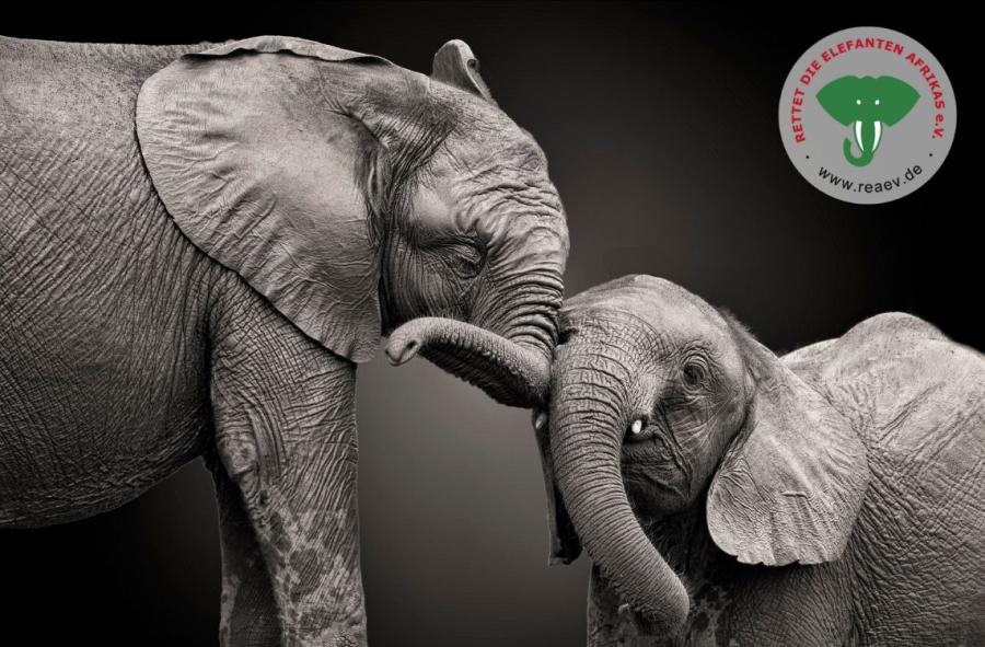 Safari zu den Elefantenwaisen von Daphne Sheldrick
