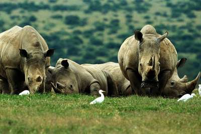 Nashörner am Nakuru See