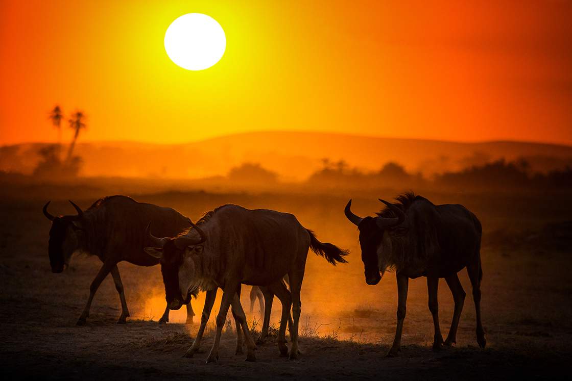 Fotosafari zum Kalben der Gnus