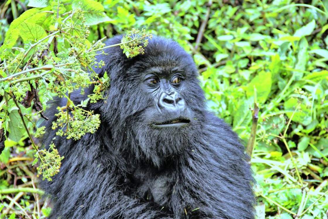 Gorilla im Bwindi Nationalpark