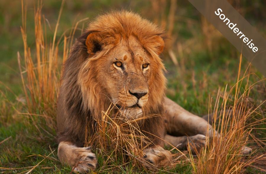 Ithumba &amp; Highlights Kenias