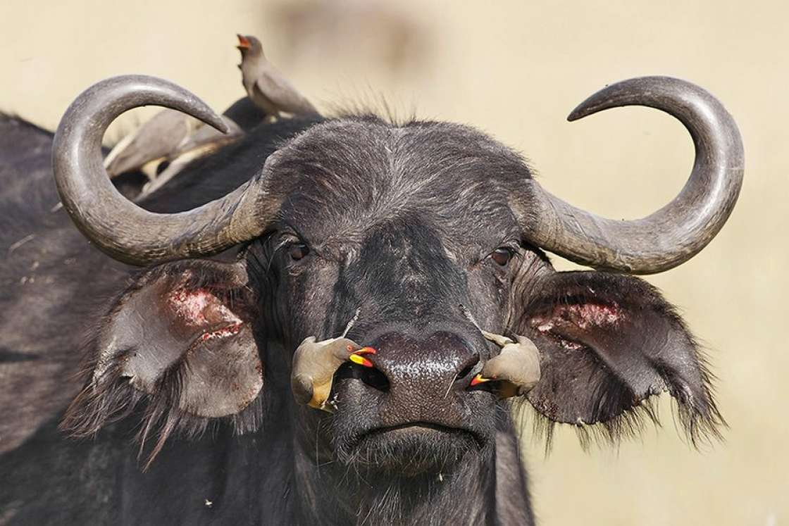 Büffel im Nairobi Nationalpark